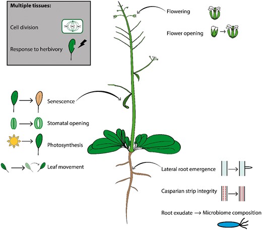Spatially specific functions of the plant circadian clock. The clock coordinates biological processes across the plant, in individual organs, tissues, and cell types. These include senescence (Song et al., 2018), stomatal opening, photosynthesis (Dodd et al., 2005) and rhythmic movement in leaves (Kong et al., 2020), lateral root development (Voß et al., 2015), root exudate composition (Lu et al., 2021), and CS integrity in roots (Durr et al., 2021), as well as flowering (Hicks et al., 2001) and flower opening (Muroya et al., 2021). Root-specific clock functions can also feed into microbiome composition (Durr et al., 2021). The clock regulates processes common to multiple tissues such as cell division and response to herbivory.