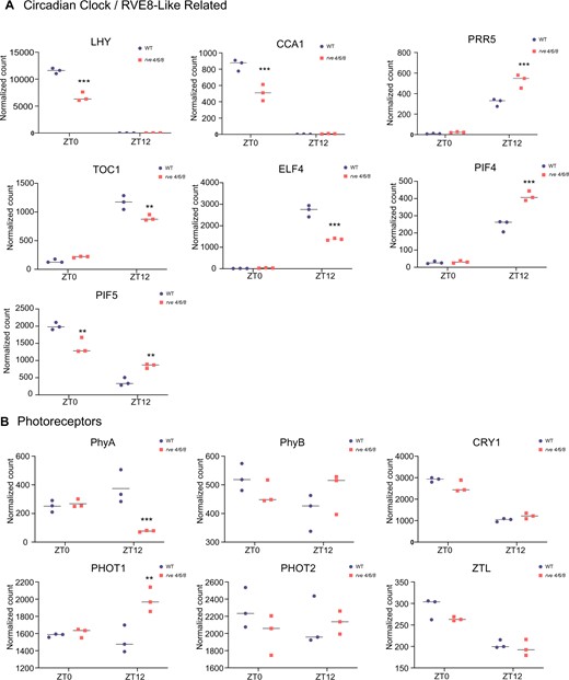Diel mRNA gene expression analysis of circadian clock and photoreceptor related genes in rve 4 6 8 and Col-0 plants. Select genes from different circadian/diel implicated plant cell processes were examined for their expression level at EN (ZT0) and ED (ZT12) by NanoString expression analysis (see “Materials and methods”). A, Expression of circadian clock/RVE8-like related genes CCA1, LHY, TOC1, PRR5, ELF4, PIF4, and PIF5. B, Expression of photoreceptors PhyA, PhyB, CRY1, PHOT1, PHOT2, and ZTL. All time points and genotypes were analyzed in biological triplicate (n = 3). Asterisks denote Student’s t test P-value significance: ***P ≤ 0.005, **P ≤ 0.01, and *P ≤ 0.05. Primer pairs used in the NanoString analysis are described in Supplemental Table S1.