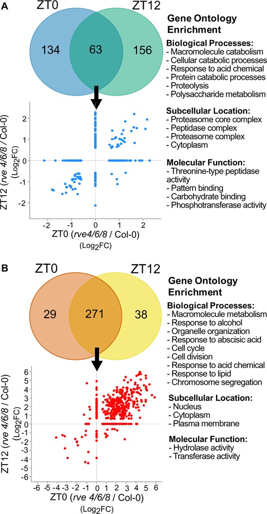Analysis of the quantified proteome and phosphoproteome changes at ZT0 or ZT12 in rve 4 6 8 versus Col-0. The significantly changing (A) proteome and (B) phosphoproteome (n = 4; FC ≥ 1.5, q-value ≤ 0.05) were plotted by Venn diagrams and scatterplots to visualize the overlap and Log2FC between rve 4 6 8 and WT Col-0 plants at ZT0 and ZT12. GO enrichment of biological processes, subcellular localization and molecular function was then performed to systemically contextualize proteome and phosphoproteme changes (see “Materials and methods”).