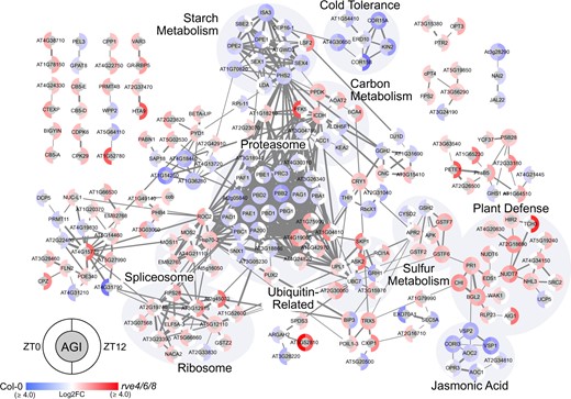 Association network analysis of significant genotypic proteome fluctuations at ZT0 and ZT12. The association network depicts significant Log2FC in protein abundance between rve 4 6 8 and WT Col-0 at ZT0 and ZT12 (q-value ≤ 0.05; Supplemental Table S2). Networks were generated using Cytoscape and a combination of the STRING-DB and enhancedGraphics App (see “Materials and methods”) using all datatypes and an edge score ≥0.7. Nodes with no edges ≥0.7 were removed. Brighter red (rve 4 6 8) or blue (WT Col-0) coloration indicates the relative increase in measured Log2FC protein abundance in that corresponding genotype. Highlighted node clusters were manually annotated using a combination of ThaleMine (https://bar.utoronto.ca/thalemine/begin.do), TAIR (https://www.arabidopsis.org/), and Cytoscape Functional Annotation.