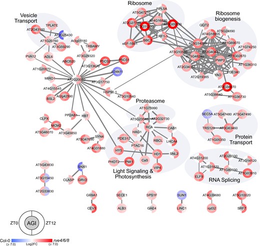 Association network analysis of significant genotypic phosphoproteome fluctuations at ZT0 and ZT12. The association network depicts significant median Log2FC phosphoproteome changes between rve 4 6 8 and WT Col-0 at ZT0 and ZT12 (q-value ≤ 0.05; Supplemental Table S3). Networks were generated using Cytoscape and a combination of the STRING-DB and enhancedGraphics App (see “Materials and methods”) using all datatypes and an edge score ≥0.7. Nodes with no edges ≥0.7 or only edges ≤0.6 were removed. Brighter red (rve 4 6 8) or blue (WT Col-0) coloration indicates the relative increase in measured Log2FC protein abundance in that corresponding genotype. Highlighted node clusters were manually annotated using a combination of ThaleMine (https://bar.utoronto.ca/thalemine/begin.do), TAIR (https://www.arabidopsis.org/), and Cytoscape Functional Annotation.