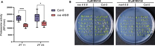 Proteasome function is reduced in rve 4 6 8. A, Proteasome activity in relative fluorescence units per minute (RFU/min) measured in crude extracts of 3-week-old rve 4 6 8 and WT Col-0 plants. ****Bonferroni adjusted P < 0.0001; *Bonferroni adjusted P < 0.05). The center line of the box-plot shows the median, with box limits representing the 75th and 25th percentiles and whiskers plotted following Tukey’s 1.5× interquartile range method. B, Seedling growth experiments with proteasome inhibitor treatment (50 µM MG132). Seedlings were germinated, stratified, and then grown for 6 days under 12:12 LD conditions. A total of six replicate plates per condition were assayed (Additional plates depicted in Supplemental Figure S4).
