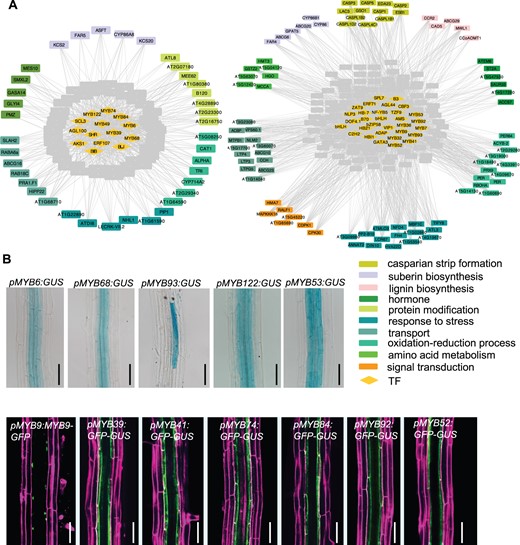 Gene co-expression sub-networks and hub TFs identified via GCN analysis. A, The correlation networks of sub-network II (left) and sub-network III (right) are positively associated with suberization and CS formation. Eight co-expression sub-networks (I–VIII) are identified by WGCNA analysis using filtered expression matrix from seven genotypes with defective suberin lamellae or CS (WT, iSHR, iMYB36, sgn3, myb36-5, shr-2, and scr-4). Among eight networks (in Supplemental Figure S1), two sub-networks (II and III) show the most significant positive correlation with suberization and CS formation (P < 0.01, t test). In the presented plots, two sub-networks are filtered by the single-cell transcriptome, and only the genes preferentially expressed in the endodermis of root mature zone are shown. Note SHR is included in the sub-network II. Diamonds, TFs; rectangles, non-TF genes; genes including suberin and lignin biosynthesis and CS formation are indicated by colored rectangles. A gray line represents a co-expression relationship between a TF and another gene. B, The spatial expression pattern of 12 MYB hub TFs from two co-expression sub-networks in Arabidopsis roots. DIC images of the transcriptional GUS reporter in 6-d-old roots are shown for MYB6, MYB68, MYB93, MYB122, and MYB53. For other MYB TFs, the confocal images of GFP and PI in 6-d-old roots are shown in the second row. Pictures taken in mature parts of the root are shown. Bar = 50 μm.