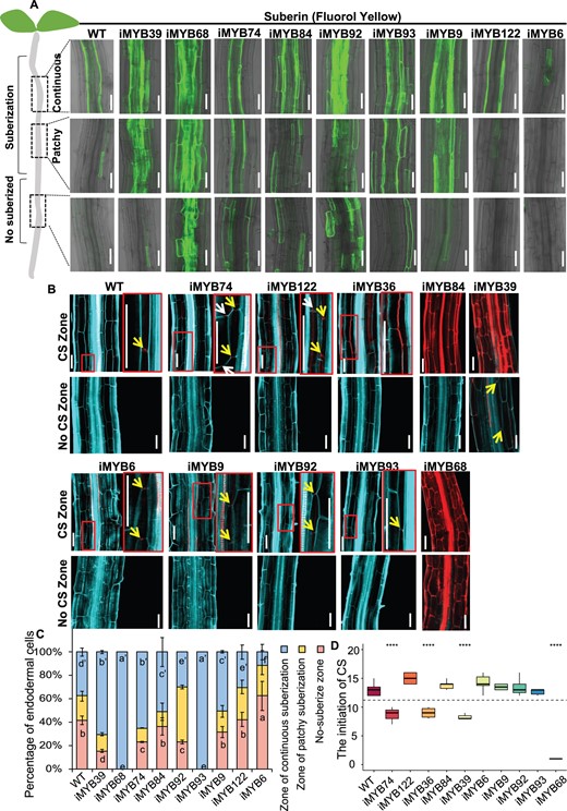 Hub MYBs regulate suberization and lignification in Arabidopsis roots. A, The appearance of suberization in plants roots over-expressing hub MYBs shown by fluorol yellow staining. Suberization in different parts of the root is shown. Green fluorescence represents the location of suberization. Cells can be placed into three different groups based on suberization status: nonsuberized, patchy-suberization and continuous-suberization. Shown here are inducible lines that alter the formation of suberin. For the over-expression roots, seeds were germinated for 4 d on 1/2 MS medium followed by 10 μM estradiol treatment for 2 d, i, inducible. Bar = 50 μm. B, The appearance of lignification in plants roots over-expressing hub MYBs as visualized by Calcofluor White (Turquoise, cell wall) and Basic Fuchsin (Red, lignin) staining after the clearing. The inducible lines of 6 MYBs had induced lignin deposition in multiple cell layers. i, inducible; CS, Caparian strip. The yellow arrows point to position of CS formation in endodermis, and the white arrows point to the position of CS formation in cortex. Note zoomed images of the boxed zones. Bar = 50 μm. C, Suberization is quantified along the root axis in WT and hub MYBs over-expression lines. Suberization is divided into three types: nonsuberized, patchy-suberization and continuous-suberization; n ≥ 8 roots. In each root, the endodermal cells from the onset of rapid elongation are counted. Data are presented as the percentage of endodermal cells. Different letters indicate significant differences between genotypes (P < 0.05 by Tukey’s test). Error bars represent standard error (SD). D, The boxplot of the initiation position of CS along the root axis in WT and hub MYBs over-expression lines. The cortex cells from the onset of rapid elongation are counted in 6-d-old roots. Mutants marked in red color indicate they have significantly altered CS initiation. Statistical significance (n = 8–10) determined using the Student’s t test. On each box plot, the central mark indicates the median, the bottom and top edges of the box indicate the interquartile range (IQR) and the top and bottom of lines represent the maximum and minimum data points. Error bars represent SD; ****P < 0.0001; **P < 0.01.