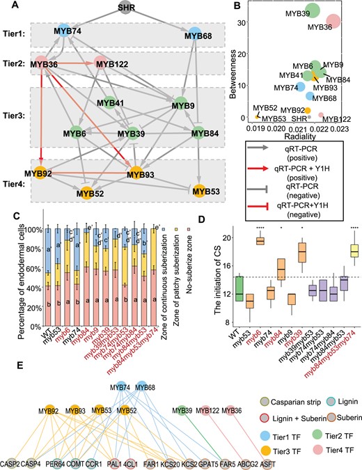 Transcriptional cascade mediated by MYBs. A, The hierarchical regulatory network is constructed based on RT-qPCR and RNA-seq data of the inducible expression lines or mutants of 13 hub MYB TFs and SHR. The gray lines represent the regulatory relationship between two TFs. Positive and negative regulations are shown as arrow-headed lines and bar-headed lines, respectively. The downstream TFs are determined based on the expression change in the inducible lines or mutants (|FC| > 2 and P < 0.01). The gray edges indicate regulated edges; red edges indicate the direct regulation supported by Y1H. B, Scatterplot of radiality versus betweenness of nodes in the network presented in (A). C, Suberization is quantified along the root axis in WT and mutants. Suberization is divided into three types: nonsuberized, patchy-suberization and continuous-suberization; n ≥ 8 roots. In each root, the endodermal cells from the onset of rapid elongation are counted. Data are presented as the percentage of endodermal cells. Different letters indicate significant differences between genotypes (P < 0.05 by Tukey’s test). Error bars represent SD. D, The initiation position of CS along the root axis in WT and mutants. The cortex cells from the onset of rapid elongation are counted in 6-d-old roots. Mutants marked in red color indicate that those with significantly altered CS initiation. Statistical significance (n = 8–10) determined using the Student’s t test. On each box plot, the central mark indicates the median, the bottom and top edges of the box indicate the IQR and the top and bottom of lines represent the maximum and minimum data points. Error bars represent SD; ****P < 0.0001; *P < 0.05. E, MYBs-DNA interactions are validated Y1H. Nodes, TFs or promoters; edges, protein–DNA interactions. The gray nodes represent the promoter of genes involved in suberin and lignin biosynthesis, and CS formation; the other colors represent multi-tiered MYB TFs. The colored line indicates the interaction between the TF and the promoter.