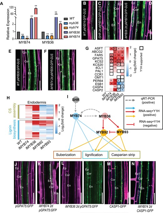 Sub-network comprising MYB74-MYB36-MYB92-MYB93 balances suberization and lignification. A, Relative expression measured by RT-qPCR. Bars show the mean ± SD of three biological replicates. Note that MYB36 and MYB74 show no reciprocal regulation. Asterisks indicate significant differences (**P < 0.01; Student’s t test). B–D, pMYB74:GFP-GUS in WT (A), iSHR (C) and iMYB36 (D) roots. E and F, pMYB36:GFP-GUS in WT (g) and iMYB74 (h) roots. G and H, FCs in the expression of suberin- and lignin-genes measured by RNA-seq. Asterisks indicate significant differences (P < 0.01; Student’s t test). The black box represents the direct interaction supported by Y1H. I, The sub-network centered on MYB36 comprises MYB74-MYB36-MYB92-MYB93. Red edges indicate the direct regulation supported by Y1H. Solid edges, Y1H; dashed edges, RT-qPCR. J–L, pGPAT5:GFP in WT (J), iMYB74 (K) and iMYB36 (L) roots. M and N, CASP1-GFP in WT and iMYB74 roots. En, endodermis; Cor, cortex; Ep, epidermis. Bar = 50 μm.