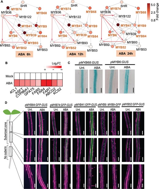 SHR-mediated regulatory network interplays with ABA. A, RT-qPCR showing the changes of MYB sub-networks with ABA treatments. WT seeds are germinated for 4 d on 1/2 MS medium followed by 2 μM ABA treatment for the indicated times before the analyses. Nodes with differential shades of color represent the FC of the expression. Bold orange font of MYBs indicate significant response to ABA treatment (|FC| > 2). The gray edges indicate regulated edges; red edges indicate the direct regulation supported by Y1H. The representation of the regulatory relationship is indicated in Figure 3 legend. B, Heat map showing the expression of suberin genes in WT after 2 μM ABA treatment. Each cell represents the log (FC) relative to the control. C and D, The expression of ABA-responsive MYBs after 12-h ABA treatment. Bar = 100 μm.