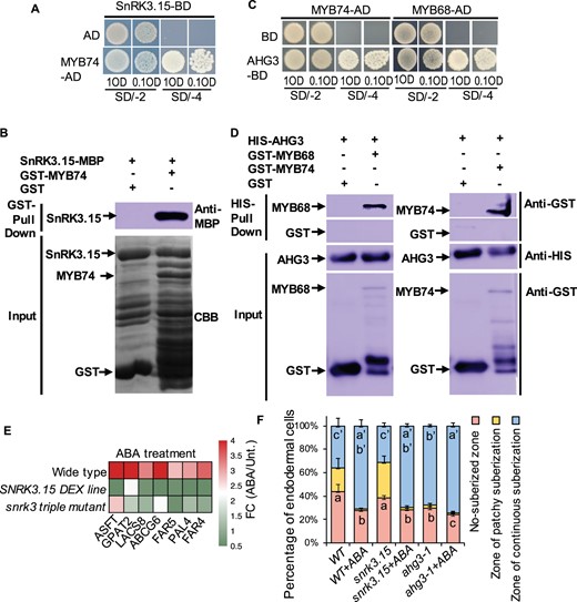 MYBs interact with ABA signaling components. A, MYB74 physically interacts with SnRK3.15 in Y2H. MYB74 in AD vector (MYB74-AD) and SnRK3.15 in BD vector (SnRK3.15-BD). The transformants containing SnRK3.15-BD and empty AD vector are used as the negative control. B, AtSnRK3.15-MBP is pulled down by GST-AtMYB74 (right lane), but not by GST (left lane). The anti-MBP antibody is used for the immunoblotting of AtSnRK3.15-MBP. C, Two MYBs physically interact with AHG3 (PP2C) in Y2H. MYBs in pGADT7 vector (MYBs-AD) and AHG3 in pGBKT7 vector (AHG3-BD). The transformants containing AD-MYBs and empty pGBKT7 (BD) vector are used as the negative control. All transformants are incubated on the SD/-T-L (SD/-2) and SD/-T-L-H-A (SD/-4) medium with 0.1 OD and 1 OD. D, GST-AtMYB68 and GST-AtMYB74 are pulled down by HIS-AHG3 (right lane), but not by HIS (left lane). The anti-GST antibody is used for the immunoblotting of MYB68 and MYB74. E, Heat map showing expression change of suberin genes that are involved in the phenylpropanoid and fatty acid pathways in WT, DEX-inducible SnRK3.15 lines and snrk3 triple mutants after ABA treatment. F, Quantification of suberin deposition. n = 10 roots. In each root, we counted the endodermal cells starting from the onset of elongation. Data are presented as the percentage of endodermal cells. Different letters indicate significant differences between treatments (P < 0.05 by Tukey’s test). Error bars represent SD.