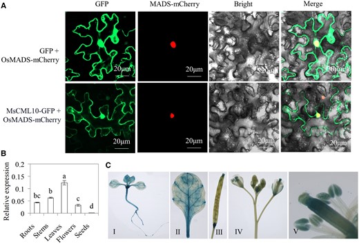 Subcellular localization of MsCML10 and the expression pattern. The vectors MsCML10::GFP or GFP in combination with mCherry-tagged MADS were co-transformed into N. benthamiana leaves for analysis of subcellular localization (A). Spatial expression of MsCML10 in alfalfa was analyzed using RT–qPCR (B). Seedlings (I), leaflet (II), silique (III), flower (IV), and stamen (V) in PMsCML10::GUS transgenic Arabidopsis was used for GUS staining (C). Means of three replicates and standard errors are presented; the same letter above the column indicates no significant difference at P < 0.05 using Duncan’s test.