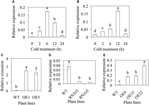 Analysis of transcript levels of MsCML10 and MtCML10 in response to cold and transgenic alfalfa and M. truncatula plants. Relative expression of MsCML10 (A) and MtCML10 (B) in response to cold treatment at 5°C was analyzed using RT–qPCR. Transcript levels of MsCML10 were analyzed in transgenic alfalfa overexpressing MsCML10 (C), RNAi (D), and in transgenic M. truncatula overexpressing MsCML10 (E). Means of three replicates and standard errors are presented; the same letter above the column indicates no significant difference at P < 0.05 using Duncan’s test.