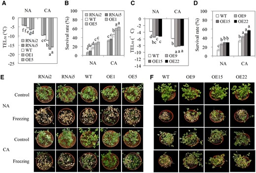 Analysis of cold tolerance in MsCML10-overexpressing and RNAi plants in comparison with the WT. The temperature resulting in TEL50 and survival rate in transgenic alfalfa and M. truncatula plants. Plants were placed in a growth chamber at 5°C for 7 days for CA treatment, while those at room temperature received the NA treatment. TEL50 was measured in MsCML10-RNAi and MsCML10-overexpressing alfalfa (A) as well as in MsCML10-overexpressing M. truncatula (C). Survival rates were measured after plants were treated by freezing at −5°C (NA plants) or −7°C (CA plants) for 6 h (B and D). After 2 days of recovery at room temperature, the freeze-treated and control alfalfa (E) and M. truncatula (F) plants were photographed. Means of three replicates and standard errors are presented; the same letter above the column indicates no significant difference at P < 0.05 using Duncan’s test.