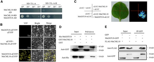 Analysis of interaction of MsCML10 with MsGSTU8. Interaction of MsCML10 with MsGSTU8 was analyzed using the methods of Y2H (A), BiFC (B), the LCI (C), pull-down (D), and Co-IP (E). GST-MsCML10 fusion protein was used as bait and His-MsGSTU8 fusion protein as prey in the pull-down assay. Anti-His and anti-GST antibodies were used to detect bait and prey proteins, and the His and GST proteins were used as negative controls (D). Flag-MsCML10 and MsGSTU8-GFP were co-expressed in leaves of N. benthamiana. Total proteins were subjected to immunoprecipitation with anti-GFP beads. The presence of Flag-MsCML10 was detected by anti-Flag immunoblotting (E).