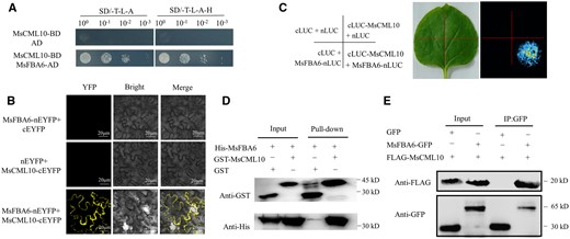 Analysis of interaction of MsCML10 with MsFBA6. Interaction of MsCML10 with MsFBA6 was analyzed using the methods of Y2H (A), BiFC (B), the LCI (C), pull-down (D), and Co-IP (E). GST-MsCML10 fusion protein was used as bait and His-MsFBA6 fusion protein as prey in the pull-down assay. Anti-His and anti-GST antibodies were used to detect bait and prey proteins, and the His and GST proteins were used as negative controls (D). Flag-MsCML10 and MsFBA6-GFP were co-expressed in leaves of N. benthamiana. Total proteins were subjected to immunoprecipitation with anti-GFP beads. The presence of Flag-MsCML10 was detected by anti-Flag immunoblotting (E).