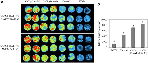 Analysis of Ca2+-dependent interaction of MsCML10 with MsGSTU8 or MsFBA6. Nicotiana benthamiana leaves co-transformed using the mixed Agrobacterium harboring 35S::cLUC-MsCML10 and 35S::MsGSTU8-nLUC or 35S::MsFBA6-nLUC were placed on 4% agar containing 10- or 20-mM CaCl2, 20-mM EGTA or without any supplement as control for 48 h, followed by capturing the luciferase image (A) or measuring the fluorescence intensity as the relative LUC activity (B). Means of the data from eight-leaf discs and standard errors are presented; the same letter above the column indicates no significant difference at P < 0.05 using Duncan’s test.