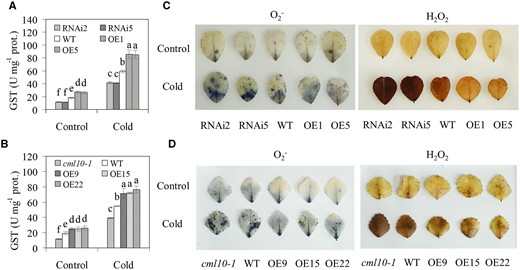 Analysis of GST activity and ROS levels in response to cold. GST activity in MsCML10-RNAi and MsCML10-overexpressing alfalfa (A) as well as in MsCML10-overexpressing M. truncatula and cml10-1 (B) in comparison with the WT were measured after 7 days of cold treatment at 5°C. H2O2 and O2.− in MsCML10-RNAi and MsCML10-overexpressing alfalfa (C) as well as in MsCML10-overexpressing M. truncatula and cml10-1 (D) were measured after 7 days of cold treatment at 5°C. Means of three replicates and standard errors are presented; the same letter above the column indicates no significant difference at P < 0.05 using Duncan’s test.