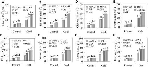 Analysis of FBA activity and sugar concentrations in response to cold. FBA activity in MsCML10-RNAi and MsCML10-overexpressing alfalfa (A) as well as in MsCML10-overexpressing M. truncatula and cml10-1 (B) in comparison with the WT were measured after 7 days of cold treatment at 4°C. Sucrose (C and F), glucose (D and G), and fructose (E and H) in MsCML10-RNAi and MsCML10-overexpressing alfalfa (C, D, and E) as well as in MsCML10-overexpressing M. truncatula and cml10-1 (F, G, and H) were measured after 7 days of cold treatment at 4°C. Means of three replicates and standard errors are presented; the same letter above the column indicates no significant difference at P < 0.05 using Duncan’s test.