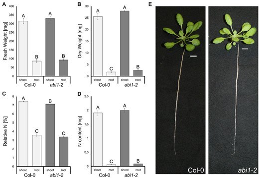 Minor growth effect of the ABI1 knockout under nonstressed conditions but slightly reduced N-concentrations in the shoots of abi1-2 plants. A, Fresh weight of roots and shoots of 6-week-old Col-0 and abi1-2 plants. B, Dry weight of roots and shoots of 6-week-old Col-0 and abi1-2 plants. C, Relative nitrogen in % (w/w) in shoots and roots of 6-week-old Col-0 and abi1-2 plants. D, Nitrogen content in the roots and shoots of 6-week-old Col-0 and abi1-2 plants. E, Images of representative 6-week-old Col-0 and abi1-2 plants grown under hydroponic culture. Data are shown as means ± sem (Standard Error of the Mean) (n = 20). Statistical significance was tested by an ANOVA followed by Tukey’s post-hoc test. Significant differences are indicated by capital letters (P < 0.05).