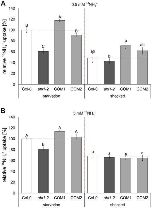 Reduced short-term ammonium uptake in abi1-2 plants. A, Short-term high affinity (0.5 mM) and (B) low affinity (5 mM) ammonium (15NH4+) uptake (10 min) after N starvation phase (left) and 2.5 h after 5 min (20 mM) ammonium shock (right). Data combine the relative 15NH4+ uptake of three repetitions and was normalized by the mean of Col-0 at starvation of each repetition. Data are shown as mean relative 15NH4+ uptake ±sem (n ≥ 9). Statistical significance was tested by an ANOVA followed by Tukey’s post-hoc test. Significant differences are indicated by capital or small letters (P < 0.05).