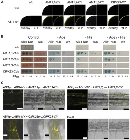 ABI1 interacts with CIPK23, AMT1;1 and AMT1;2. A, Oocytes injected with one or both of the potential interaction partners. Upper row only the potential interaction partner fused to the C-terminal YFP part lower row ABI1 fused to the N-terminal YFP part by itself or together with the putative interaction partner. Left picture = overlay of brightfield image and YFP channel, right picture = only YFP channel. B, Protein interaction of CIPK23 and native AMT1s with ABI1. ABI1 was fused to the N-terminal part of ubiquitin, whereas the interaction partners are fused to the C-terminal part of ubiquitin. Growth on media without adenine and/or histidine and blue staining by X-Gal overlay indicate protein interaction. Figure shows one representative image from four repetitions. C, Representative confocal microscopy pictures of plants stably co-expressing ABI1, AMTs, and CIPK23 fusions carrying split-YFP parts under their endogenous promoter. Upper left, Col-0 control; lower left, ABI1/CIPK23 interaction; upper right, ABI1/AMT1;1 interaction; lower right, ABI1/AMT1;2 interaction. From left to right, BiFC-YFP fluorescence signal, brightfield image, overlay. Scale bars indicate 50 µm.
