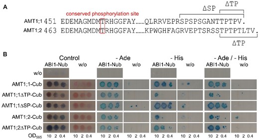 C-terminal deletions do not inhibit ABI1/AMT interactions. A, Sequence alignment of the AMT1;1 and AMT1;2 C-termini. The conserved phosphorylated threonine residue is highlighted by the box. Dots indicate the end of the conserved C-terminal region. Brackets indicate parts removed in the C-terminal truncation mutants. B, Protein interaction of native AMT1s and C-terminal AMT1 truncation mutants with ABI1. ABI1 was fused to the N-terminal part of ubiquitin, whereas the interaction partners are fused to the C-terminal part of ubiquitin. Growth on media without adenine and/or histidine and blue staining by X-Gal overlay indicate protein interaction. Figure shows one representative image from four repetitions.