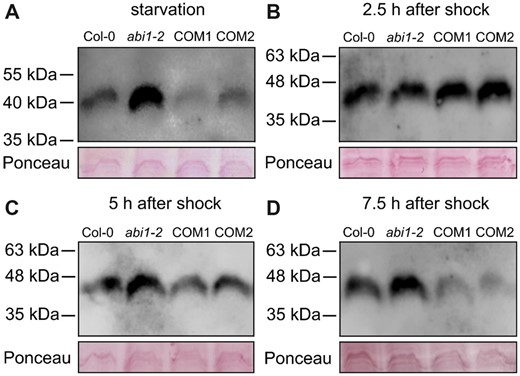 ABI1 affects the phosphorylation status of the conserved AMT1 C-termini. Protein gel blot analysis of total root protein extract from Col-0, abi1-2 and complementation lines (COM1 and COM2) by using a phosphorylation-specific antibody detecting phosphorylation of the conserved threonine in the AMT1 C-termini after N starvation for 4 days (A), after a nitrogen shock followed by 2.5 h (B), 5 h (C), or 7.5 h (D) of N starvation. Upper part shows detection of phosphorylated AMT1 C-termini and lower part shows loading controls stained with Ponceau red.