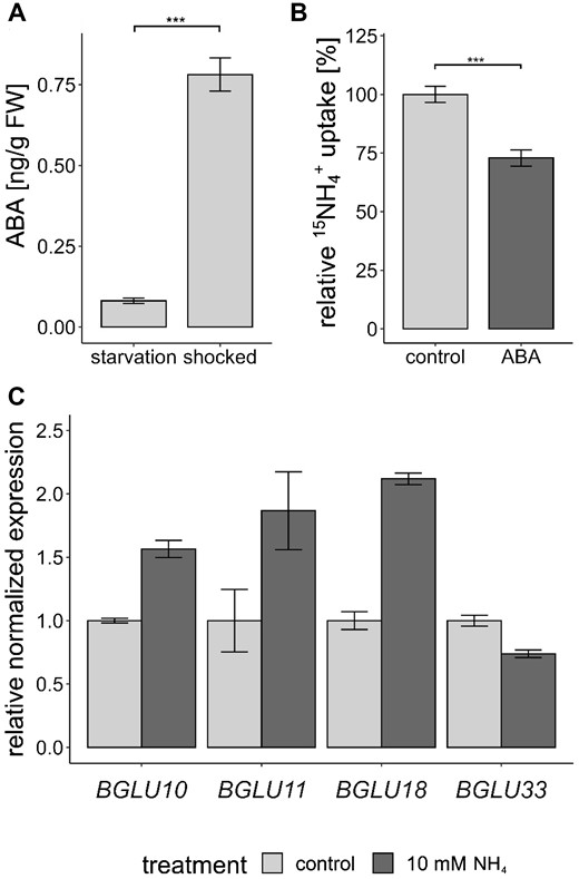 ABA signals are involved in the response to toxic ammonium concentrations. A, ABA concentration ±sem (n = 8) in starved and shocked (5 min 20-mM NH4+ followed by 2.5 h of starvation) plant roots. Statistical significance was tested by an ANOVA followed by a pairwise comparison, significant differences are indicated by ***P < 0.001. B, Short-term ammonium (15NH4+) uptake (10 min, 0.5 mM 15NH4+) in Col-0 plants after preincubation in 100-µM ABA for 1 h. Data combine the relative 15NH4+ uptake of four repetitions and was normalized by the mean of the control of each repetition. Data are shown as mean relative 15NH4+ uptake ±sem (n = 19). Statistical significance was tested by an ANOVA followed by a pairwise comparison, significant differences are indicated by ***P < 0.001. C, Normalized expression of BGLU genes in starved and shocked (10-mM NH4+ for 1 h) plant roots (n = 3).