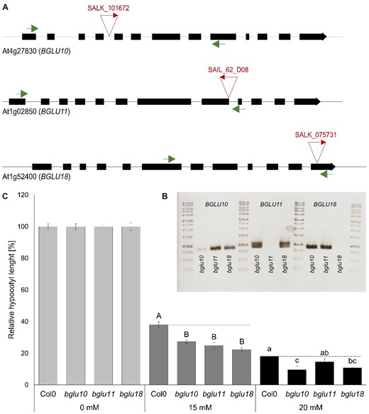 Reduced ammonium toxicity in bglu plants. A, Schematic drawing of the BGUL10 (At4g27830), BGLU11 (At1g02850), and BGLU18 (At1g52400) gene structure. Black boxes represent exons, the line represents introns or UTRs (untranslated regions). The place of T-DNA insertion is indicated by triangles. Primers for quantitative PCR spanning the insertion region are indicated by arrows. B, Gel picture of quantitative PCR covering several exons and spanning the T-DNA insertion. C, Representative results of relative hypocotyl length of WT and bglu lines in control (0 mM NH4+) and toxic (15 and 20-mM NH4+) conditions. Data are shown as mean ±sem (n = 50). Statistical significance was tested by an ANOVA followed by Tukey’s post-hoc test. Significant differences are indicated by capital or small letters (P < 0.05).