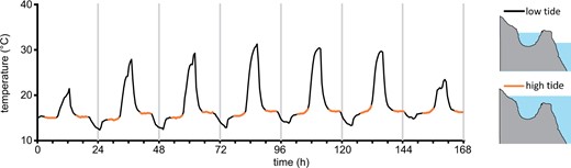 Temperature fluctuations in the intertidal zone. An example of temperature fluctuations measured in a temperate coastal rock pool (Looe, Cornwall, UK) over the course of 7 days in summer (July 1, 2019–July 07, 2019). A stable temperature was observed during periods when the pool was immersed by the high tide (approximately duration of immersion 5 h). Substantial excursions from the sea temperature occur when the rock pool is isolated from the bulk seawater at low tide (black traces). Rapid cooling (30°C–15°C) occurs when the incoming tide reaches the pool.