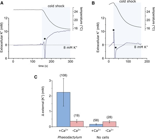 Cold shock induces a Ca2+-dependent K+ efflux. A, K+ efflux from P. tricornutum cells during a cold shock. A K+ microelectrode was placed adjacent to densely packed P. tricornutum cells to measure K+ in the immediate vicinity of the cell. A cold shock was applied by perfusion. The increase in extracellular K+ is the result of K+ efflux from the cells. The temperature in the dish is also shown (upper trace). B, Extracellular K+ during a cold shock in the absence of external Ca2+ (perfusion with ASW-Ca2+ + 200 μM EGTA). C, Mean change in extracellular K+ around P. tricornutum cells during a cold shock. “No cells” indicates control experiments where the experimental setup was identical, but no P. tricornutum cells were present in order to assess whether the performance of the K+ microelectrode was influenced by temperature. The total number of replicates for each treatment are shown in parentheses, error bars = se.
