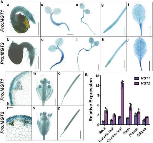 Expression patterns of MGT1 and MGT2 in Arabidopsis. A, GUS expression driven by MGT1 promoter (Pro:MGT1) or MGT2 promoter (Pro:MGT2) in transgenic Arabidopsis plants. Histochemical GUS staining was performed in the seedlings and various adult tissues. (a and b), One-day-old germinating seed, scale bar = 0.5 mm; (c and d) 3-d-old seedling, scale bar = 1 mm; (e and f) 5-d-old seedling, scale bar = 2 mm; (g and h) primary root from 10-d old seedlings, scale bar = 1 mm; (i and j) rosette leaves of 28-d-old plants, scale bar = 10 mm; (k and l) cross-section of an inflorescence stem, scale bar = 0.05 mm; (m and n) flower, scale bar = 1 mm; (o and p) silique, scale bar = 1 mm. B, RT-qPCR analysis of transcript levels of MGT1 and MGT2 in different organs of Arabidopsis plants. The relative expression was double normalized against ACTIN2 (AT3G18780) and the expression level in the root. Data represent means ± SD (n = 4) with four independent experimental results shown as dots and error bars denoting SD.