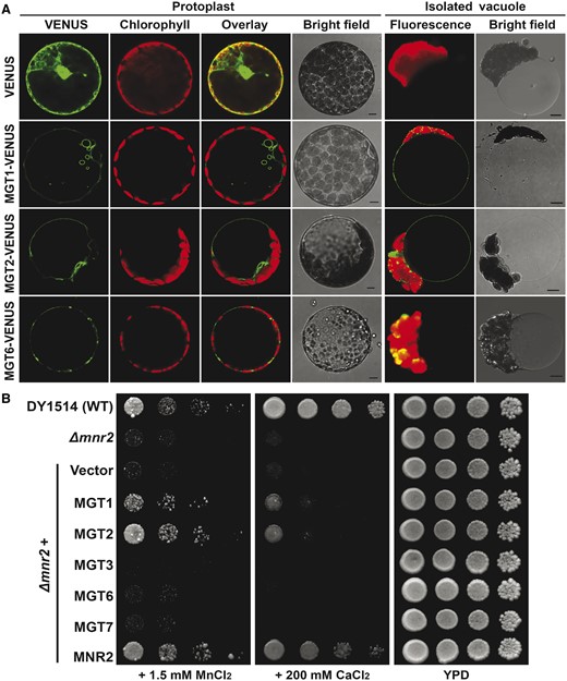 Subcellular localization of MGT1 and MGT2 in the plant cell and functional characterization of MGT1 and MGT2 in the yeast mnr2Δ mutant strain. A, Confocal laser scanning microscopy images of a typical mesophyll protoplast and isolated vacuole transiently expressing fluorescent proteins indicated on the left. In each panel, the VENUS signal, chloroplast fluorescence, overlay, or bright field image from the same cell is shown. Scale bars = 5 μm. B, Complementation test of the yeast mnr2Δ mutant by different MGT transporters. Yeast cells of wild type (DY1514), mnr2Δ, and mnr2Δ transformed with various genes in the p416GPD vector were spotted in YPD (yeast extract, peptone, and dextrose) medium or YPD medium supplemented with 1.5 mM MnCl2 or 200 mM CaCl2 in serial decimal dilutions from left to right. The starting concentration of the first sample on the left is OD600 = 1.0, and therefore from left to right, the concentrations of the four samples represent OD600 = 1.0, 0.1, 0.01, 0.001. Plate cultures were incubated at 28°C and photographed after 3 d. Each experiment was repeated using four independent transformants with similar results.