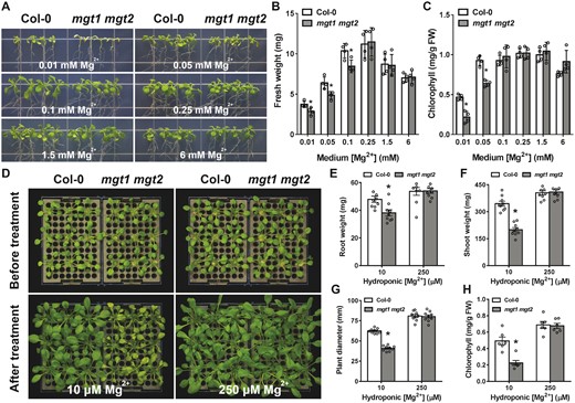 Phenotypic analysis of mgt1 mgt2 double mutant under different external Mg2+ concentrations. A, Growth phenotype of wild type (Col-0) and mgt1 mgt2 on agarose-solidified medium containing different concentrations of Mg2+. Four-day-old seedlings of Col-0 and mgt1 mgt2 germinated on MS medium were transferred onto one-sixth strength MS medium containing indicated concentrations of Mg2+ in each panel. Photographs were taken on the 10th day after the transfer. B and C, Fresh weight (B) and leaf chlorophyll (C) of 14-d-old seedlings as shown in (A). Data represent means ± SE (n = 4). Asterisks indicate statistically significant difference between the Col-0 and mgt1 mgt2 (*P < 0.05 by Student’s t test). D, Phenotype of wild-type (Col-0) and mgt1 mgt2 mutant plants during Mg2+-starvation treatment in the hydroponic assay. Wild-type and mutant plants were grown under Mg-replete conditions (250 µM Mg2+) for 2 weeks and then transferred to new hydroponic solutions containing either low Mg2+ (10 µM) or sufficient Mg2+ (250 µM) for another 14 d. Photographs were taken before the transfer and at the end of 14-d treatment, respectively. E–H, Measurement of root (E) and shoot (F) biomass as well as rosette diameter (G) and leaf chlorophyll (H) of Col-0 and mgt1 mgt2 plants on the 14th day after transferring plants to the new hydroponic solutions. Data represent means ± SE (for E, F, and G, n = 9; for H, n = 6). Asterisks indicate statistically significant difference between the Col-0 and mgt1 mgt2 (*P < 0.05 by Student’s t test).