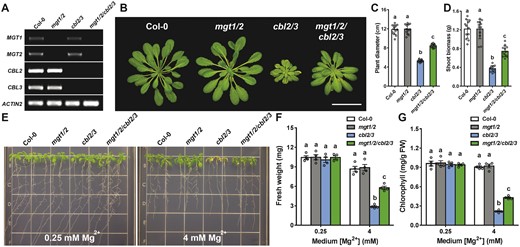 Suppression of the phenotype of cbl2 cbl3 mutant by additional mutations in MGT1 and MGT2. A, RT-PCR analysis of MGT1, MGT2 as well as CBL2 and CBL3 gene expression in wild-type (Col-0), double mutant (mgt1 mgt2, cbl2 cbl3), and quadruple mutant (mgt1/2/cbl2/3) plants. ACTIN2 was analyzed as an internal control. B, Growth phenotype of 4-week-old plants of different genotypes in the soil. Scale bar = 5 cm. C and D, Rosette diameter (C) and shoot biomass (D) of different genotypes as shown in (B). Data represent means ± SD (n = 12). Statistical analyses between different genotypes were performed by one-way ANOVA followed by a Turkey’s multiple comparison test. Different letters indicate significant difference at P < 0.05. E, Growth phenotype of 2-week-old young seedlings of different genotypes on the medium containing 0.25 mM or 4 mM Mg2+. F and G, Seedling fresh weight (F) and leaf chlorophyll (G) of different genotypes as shown in (E). Data represent means ± SE (n = 4). Columns with different letters indicate statistically significant differences performed by one-way ANOVA followed by a Turkey’s multiple comparison test (P < 0.05).