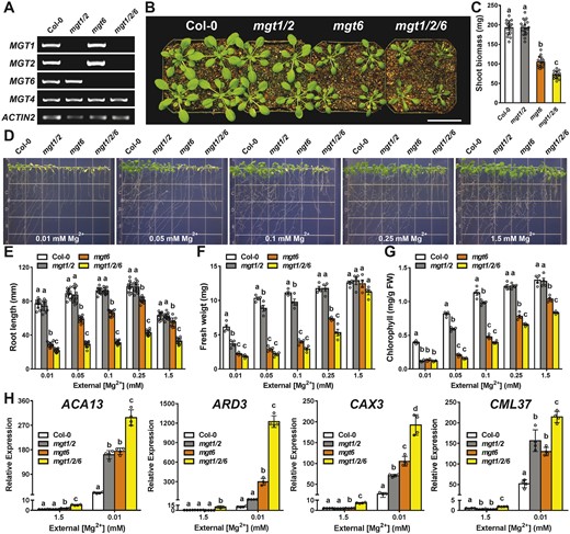 Genetic analysis of the functional synergy of MGT1, MGT2, and MGT6 transporters in Arabidopsis. A, RT-PCR analysis of MGT1, MGT2, and MGT6 gene expression in the wild type (Col-0), mgt1 mgt2, mgt6, and mgt1 mgt2 mgt6 triple mutant. MGT4 (AT3G19640) and ACTIN2 were analyzed as internal controls. B, Growth phenotype of 4-week-old plants of different genotypes in the soil. Scale bar = 5 cm. C, Shoot biomass of different genotypes grown in the soil as shown in (B). Data represent means ± SD (n = 16). Statistical analyses between different genotypes were performed by one-way ANOVA followed by a Turkey’s multiple comparison test. Different letters indicate significant difference at P < 0.05. D, Growth phenotype of 2-week-old young seedlings of different genotypes on the medium containing various concentrations of Mg2+ as indicated. E–G, Measurement of primary root length (E) and seedling fresh weight (F) and leaf chlorophyll (G) of Col-0, mgt1 mgt2, mgt6, and mgt1 mgt2 mgt6 seedlings as shown in (D). For E, data represent means ± SD (n = 12); for (F) and (G), data represents means ± SE of four replicate experiments (n = 4). H, RT-qPCR analysis of ACA13, ARD3, CAX3, and CML37 in Col-0, mgt1 mgt2, mgt6, and mgt1 mgt2 mgt6 seedlings grown on the medium containing 1.5 mM or 0.01 mM Mg2+. Data represent means ± SD (n = 4). For C, E, F, G, and H, statistical analyses between different genotypes were performed by one-way ANOVA followed by a Turkey’s multiple comparison test. Different letters indicate significant difference at P < 0.05.