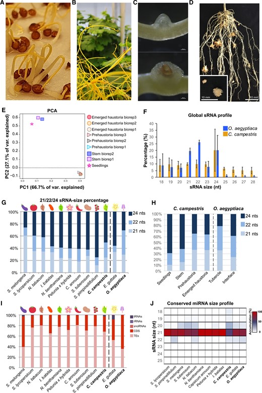 Overview of the C. campestris sRNAs. A–D, Representative pictures of the tissues analyzed in this work. A, Germinating seedlings. B, Apical regions from shoots that were in search of a new host (20–80 cm distant to closest infection site). C, (Top) Early (prehaustorium) and (bottom) late (emerged) stages of artificially induced host-independent haustoria. D, Tubercle and the host/parasite interface of the root parasite O. aegyptiaca. E, PCA of the sRNA libraries produced from different C. campestris tissues. F, sRNA profile for total sRNAs from an average of all the libraries analyzed. G, Comparison of abundance of 21-, 22-, and 24-nt total sRNAs in different species of the Solanales order. Values shown are the average between multiple sRNA libraries (two bioreplicates for Orobanche and nine for Cuscuta) from different tissue origins with error bars representing the standard deviation between bioreplicates. H, Abundance of 21-, 22-, and 24-nt total sRNAs in different C. campestris and O. aegyptiaca tissues. I, Comparison of the categorization of total sRNAs in different species of the Solanales order. Categories were defined as tRNAs, ribosomal RNA, small nucleolar RNAs, CDSs, and TEs. J, Heatmap of miRNA size and accumulation for conserved miRNAs in different species of the Solanales order. For comparison, E. guttata and O. aegyptiaca are included in the plots shown in (G), (I), and (J).