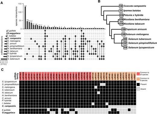Overview of the C. campestris conserved miRNAs. A, Upset plot showing the conservation of miRNA families between different species of the Solanales order. B, Simplified phylogenetic tree showing the number of conserved miRNA families identified in this study. C, Comparison of highly conserved miRNAs in members of the Solanales order, O. aegyptiaca and E. guttata.