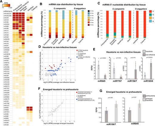 Tissue-specific expression of C. campestris conserved miRNAs. A, Accumulation of conserved miRNAs in different tissues. Values are shown as a heatmap of RPM values for each miRNA family. B, miRNA size distribution in the different tissues per species analyzed here. C, 5′-nt presence in miRNAs with different tissues of origin. D, Comparison of the accumulation values of conserved C. campestris miRNAs between noninfective tissues (germinated and stem) and haustorial tissues (emerged haustoria and prehaustoria). Only miRNAs with significant differences (P < 0.05 calculated through an unpaired t test) and 2-fold up/downregulation are highlighted. E, Accumulation values for selected miRNAs with noninfective or haustoria-specific accumulation patterns. Error bars show the standard deviation of the RPM values for each sample. Dots indicate the individual values from each sample included in the tissue analysis. P-values were calculated using an unpaired t test. F, Comparison of the accumulation values of conserved miRNAs between emerged C. campestris haustoria and prehaustoria. G, Accumulation values for selected miRNAs with emerged haustoria-specific accumulation patterns. Error bars show the standard deviation of the RPM values for each sample. Dots indicate the individual values from each sample included in the tissue analysis. P-values were calculated using an unpaired t test.