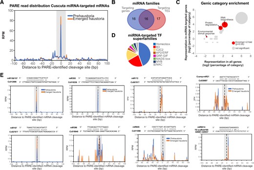 Analysis of conserved and new miRNA targets in Cuscuta. A, Overall profile of PARE read 5′-nt position relative to the identified cleavage site (position 0 on the x-axis) for early haustoria and emerged haustoria libraries. Number or reads are expressed as RPM. B, Venn diagram showing the number of miRNAs targeting genes and/or TEs. C, Bubble graph showing the comparison of categories in miRNA-targeted genes versus all genes in the C. campestris genome. At least two-fold upregulated significant categories are highlighted. Significance was calculated through a Fisher’s exact test with P < 0.05. Diameter of the bubble indicates the number of genes within each category. D, Pie chart showing the number of different categories of TF superfamilies targeted by miRNAs. TF superfamilies are defined as homeobox, B3-domain containing (B3), Cys2 Cys2 zinc-finger motif (C2C2), APETHALA2/ETHYLENE RESPONSIVE FACTOR, GROWTH REGULATING FACTOR(GRF)-GRF-INTERACTING FACTOR (GRF-GIF), MCM1-AGAMOUS-DEFICIENS-SRF box (MADS box), myeloblastosis viral oncogene homolog (MYB), and No Apical Meristem (NAM)-A. thaliana Activation Factor 1 (ATAF1)-Cup-shaped Cotyledon (CUC2) (NAC). E, Examples of PARE reads 5′-nt position relative to the cleavage site (position 0 on the x-axis) for selected targets of the miRNAs indicated. Number of reads are expressed as RPM.