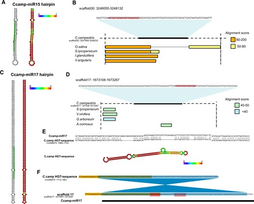 Exploration of the origin of new miRNAs in Cuscuta. A, Secondary structure of the precursor miRNA identified for the new miRNA Ccamp-miR15 (left) from C. campestris and secondary structure with base pair probability for each nucleotide (right). The position of the mature miRNA sequence is highlighted in the hairpin (left). B, Conservation of the genomic environment (pre-miRNA sequence including 100-bp upstream and downstream) of pre-miRNA Ccamp-miR15 in different plant species. Alignment scores from National Center for Biotechnology Information (NCBI) nucleotide blast are shown. Position of the mature miRNA sequence within the pre-miRNA is highlighted. C, Secondary structure of the precursor miRNA identified for the new miRNA Ccamp-miR17 (left) and secondary structure with base pair probability for each nucleotide (right). The position of the miRNA is highlighted in the hairpin. D, Conservation of the genomic environment (pre-miRNA sequence including 100-bp upstream and downstream) of pre-miRNA Ccamp-miR17 in different plant species. Alignment scores from NCBI nucleotide blast are shown. Position of the mature miRNA sequence within the pre-miRNA is highlighted. E, Comparison of the homologous sequences for pre-miRNA Ccamp-miR17 and a HGT event described in Vogel et al. (2018) (upper) and RNA secondary structure with base pair probability for each nucleotide of the HGT sequence (lower). Note than in the upper panel the HGT sequence is in 3′–5′-orientation. F, Potential sequence changes during the acquisition of Ccamp-miR17. The original HGT genomic sequence might have suffered one microinversion (marked in blue). Sequences spanning the pre-miRNA (marked in yellow) might also be conserved from the HGT event. Red blocks indicate novel insertions that are only present in the pre-miRNA sequence and not in the HGT event. Green areas indicate overlap between the microinversion and the conserved sequences.