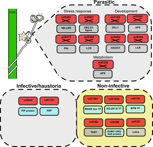Graphic conclusion. Parasitic plants (drawing in the upper left corner) lack several miRNA families (boxes marked with X) regulating different gene families (boxes underneath) associated with the response to stress and developmental and metabolic processes. Furthermore, infective/haustoria and noninfective tissues show differential miRNA regulation both for confirmed genic targets (blue boxes) and predicted genic targets (gray boxes).