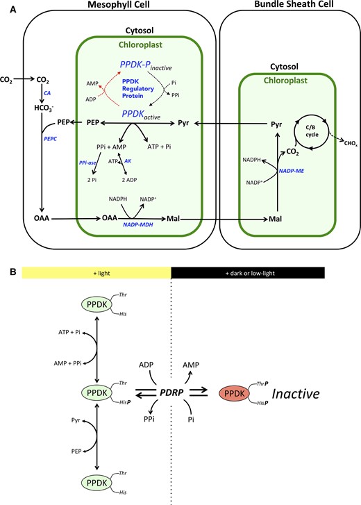 Overview of the NADP-ME C4 metabolic cycle with emphasis on the roles of PPDK and PDRP. A, Context view of reversible phosphorylation of PPDK by PDRP in the C4 cycle. In the light, PPDK fulfills a cardinal role in the C4 metabolic pathway by regenerating the primary CO2 fixation substrate PEP from Pyr. The linked action of stromal pyrophosphatase (PPi-ase) and adenyl kinase (AK) exert a substantial influence on the direction of catalysis of both PDRP and PPDK activities. CA, carbonic anhydrase; PEPc, PEP carboxylase; NADP-MDH, NADP malate dehydrogenase; NADP-ME, NADP malic enzyme;OAA, oxaloacetic acid; Mal, malic acid; C/B, Calvin Benson cycle. B, PDRP regulates PPDK activity by reversible phosphorylation of an active-site Thr located one residue removed from the central catalytic His. Only the His-P PPDK catalytic intermediate is amenable to phosphorylation/inactivation by PDRPs protein kinase function.