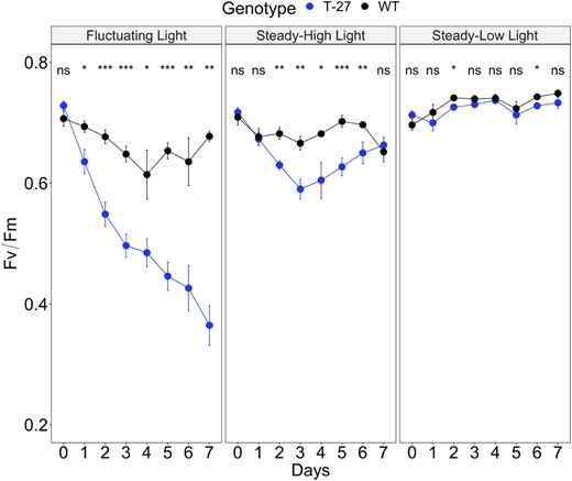 Effect of a fluctuating light photoperiod on Fv/Fm. Shown are daily measurements of Fv/Fm in WT and T27 KO leaves during 7-day growth under a fluctuating light photoperiod versus a control steady high light or low light photoperiod. The fluctuating light regime consisted of repeating cycles of 1 min at 1,200 and 4 min at 300 µmol quanta m−2 s−1 per 16-h/8-h light/dark photoperiod. For the steady high light and steady low light controls, plants were grown under a 16-h/8-h light/dark photoperiod of 850 µmol quanta m−2 s−1 and 90 µmol quanta m−2 s−1, respectively. Time points are the means ± se, n = 6–8. A three-way repeated measure ANOVA for Genotype × Light treatment × Day (see Supplemental Table S2) and post-hoc Tukey’s test was used to examine differences in Fv/Fm between genotypes within growth Light treatment across 7 days (Supplemental Table S3). Where P-values ns, not significant, * ≤0.05, ** ≤0.01, and *** ≤0.001