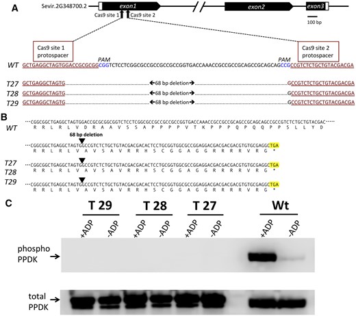 CRISPR–Cas9 edited S. viridis PDRP gene knockout mutants lack PDRP enzyme activity. A, Schematic diagram of the S. viridis PDRP gene model (Sevir.2G348700.2) showing Cas9 target sites within the first exon. Shown directly below is an alignment of exon 1 WT sequence with the corresponding CRISPR–Cas9 edited DNA sequence of KO lines T27, T28, and T29 with the resultant 68-bp deletion. CRISPR–Cas9 target protospacer sequences are underlined and highlighted in red. PAM sequences are highlighted in blue. B, CRISPR–Cas9 deleted PDRP exon 1 sequence shifts the reading frame of exon 1 in the KO lines to encode missense codons until a stop codon (highlighted) is encountered 66-bp downstream from the deletion site. C, In vitro PDRP protein kinase assays of desalted leaf extracts. PDRP knockout lines T27, T28, T29, and WT were assayed for ADP-dependent PDRP protein kinase (PPDK phosphorylating) activity using an immuno-based assay with recombinant maize C4 PPDK as substrate. Upper part shows immunoblots of terminated reaction aliquots probed with anti-phospho-PPDK antibody. Control assays (-ADP) omitted ADP in the reaction mix. Lower part serves as a lane load control and is the same blot stripped and reprobed with anti-PPDK polyclonal antibody. The lower molecular mass band evident in T27, T28, T29 lanes (lower, C) is most likely attributable to the presence of a higher proteolytic background in the leaf extract used in the assays and is apparently unrelated to genotype. Additional assay sets also show the occurrence of this minor band in WT lanes (see Supplemental Figure S2). Results identical to those of the single experiment shown in the upper panel were obtained in three independent assays.