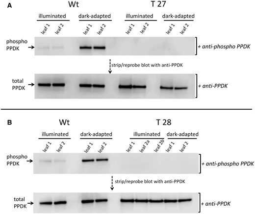 Immunoblot detection of PPDK and phospho-PPDK in leaf extracts isolated from dark-adapted or illuminated leaves of PDRP knockout lines T27, T28, and WT. Leaves were dark-adapted for 2 h and then illuminated for 30 min at 1,300 µmol quanta m−2s−1 as described in “Materials and methods.” Shown are separate immunoblots for WT versus T27 (A) and WT versus T28 (B). Upper parts are immunoblots of duplicate leaf extracts probed with anti-phospho-PPDK antibody. The T28 immunoblot (B) contained three separate leaf samples. Lower parts show the same immunoblots stripped and reprobed with anti-PPDK antibody. Each lane contained 2-µg total soluble protein.