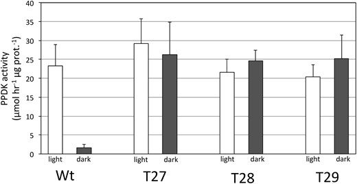 PPDK enzyme activity in desalted leaf extracts isolated from dark adapted and illuminated leaves. T27, T28, T29, and WT. Leaves were dark adapted for 2 h and then illuminated for 30 min at 1,300 µmol quanta m−2s−1 as described in “Materials and methods”. PPDK activity is shown as percentage of illuminated WT leaves (WT PPDK activity = 1.04 µmol min−1mg prot−1). Values shown are the means ± se, n = 3.