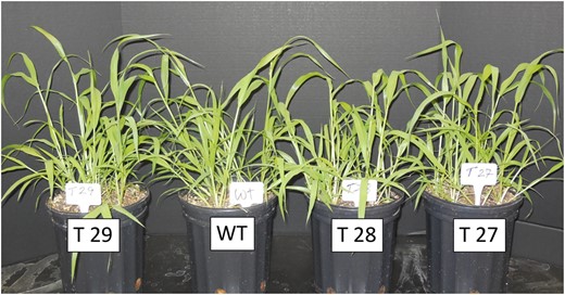 WT and PDRP knockout plants at the 3-to 4-week stage after germination and growth under standard growth chamber conditions. Plants were germinated and grown under standard growth chamber conditions (normal air conditions, ∼700-μmol quanta m−2 s−1, 16-h/8-h day/night, 31°C/22°C photoperiod). Additional, details provided in “Materials and methods.”