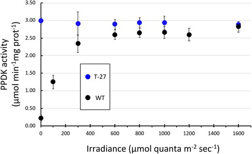 Leaf PPDK activation state in WT and T27 leaves as a function of increasing irradiance. PPDK enzyme activity was measured in leaf extracts from leaves that had first been dark adapted for 30 min and then illuminated for 15 min at the designated irradiance level. Data points for T27 leaves at 100 and 1,200 μmol quanta m−2s−1 were omitted due to insufficient number of replicates. Values shown are the means ± se, n = 3. Differences between genotypes for data points 600, 800, 1,000, and 1,600 μmol quanta m−2 s−1 are not significant (P > 0.05, two-tailed Student’s t test).