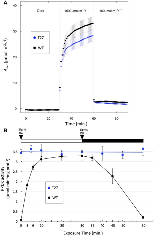 Light activation and dark deactivation of photosynthetic CO2 assimilation and PPDK activity in WT and T27 leaves. A, Net CO2 assimilation (Anet) in WT and T27 leaves during a dark → high light → low light transition. Anet values are the means ± se, n = 11, WT; n = 10, T27; differences between WT and T27 for measurements at 40–59 min are statistically significant (P < 0.05, two-tailed Student’s t test). B, PPDK light activation/dark deactivation in WT and T27 leaves during dark→light→dark transitions. Leaves used for PPDK light activation curve were first dark adapted for 2 h prior to illumination at 1,300 µmol quanta m−2s−1. Anet measurements and PPDK enzyme activity were conducted separately using leaves grown under identical conditions. Values shown for PPDK enzyme activity are the means ± se, n = 3.
