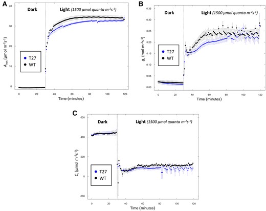 Simultaneous measurement of net CO2 assimilation, gs, and intercellular CO2 in WT and T27 leaves. A, Net CO2 assimilation (Anet), (B) gs, and (C) intercellular CO2 (Ci) from 30 min of dark into 90 min of light. Anet, gs, Ci values are the means ± se, n = 7, WT; n = 8, T27; differences in Anet between WT and T27 for measurements at 45–60 min are statistically significant (P < 0.05, two-tailed Student’s t test). Differences in gs between WT and T27 for measurements at 48–60 min are statistically significant (P < 0.05, two-tailed Student’s t test).