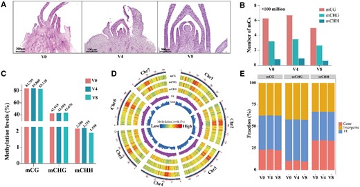 The floral primordium of orchardgrass after vernalization stimulation and the genomic landscape of DNA methylation in orchardgrass after different vernalization stages. A, Picture of orchardgrass floral primordium at different vernalization stages. V0, no vernalization; V4, vernalized for 4 weeks; V8, vernalized for 8 weeks. B, Number of methylated cytosines (mCs) identified in V0, V4, and V8. V0, no vernalization; V4, vernalized for 4 weeks; V8, vernalized for 8 weeks. C, Percentages of methylated cytosines (mCs) in the different vernalization stages. V0, no vernalization; V4, vernalized for 4 weeks; V8, vernalized for 8 weeks. D, Circos plot showing gene density, TE density, and ratios of CG, CHG, and CHH methylation levels in orchardgrass during vernalization using 1-Mb sliding 100-kb windows among the chromosomes. E, Relative proportions of gene, intergenic, and TE regions for mCG, mCHG, and mCHH sites.